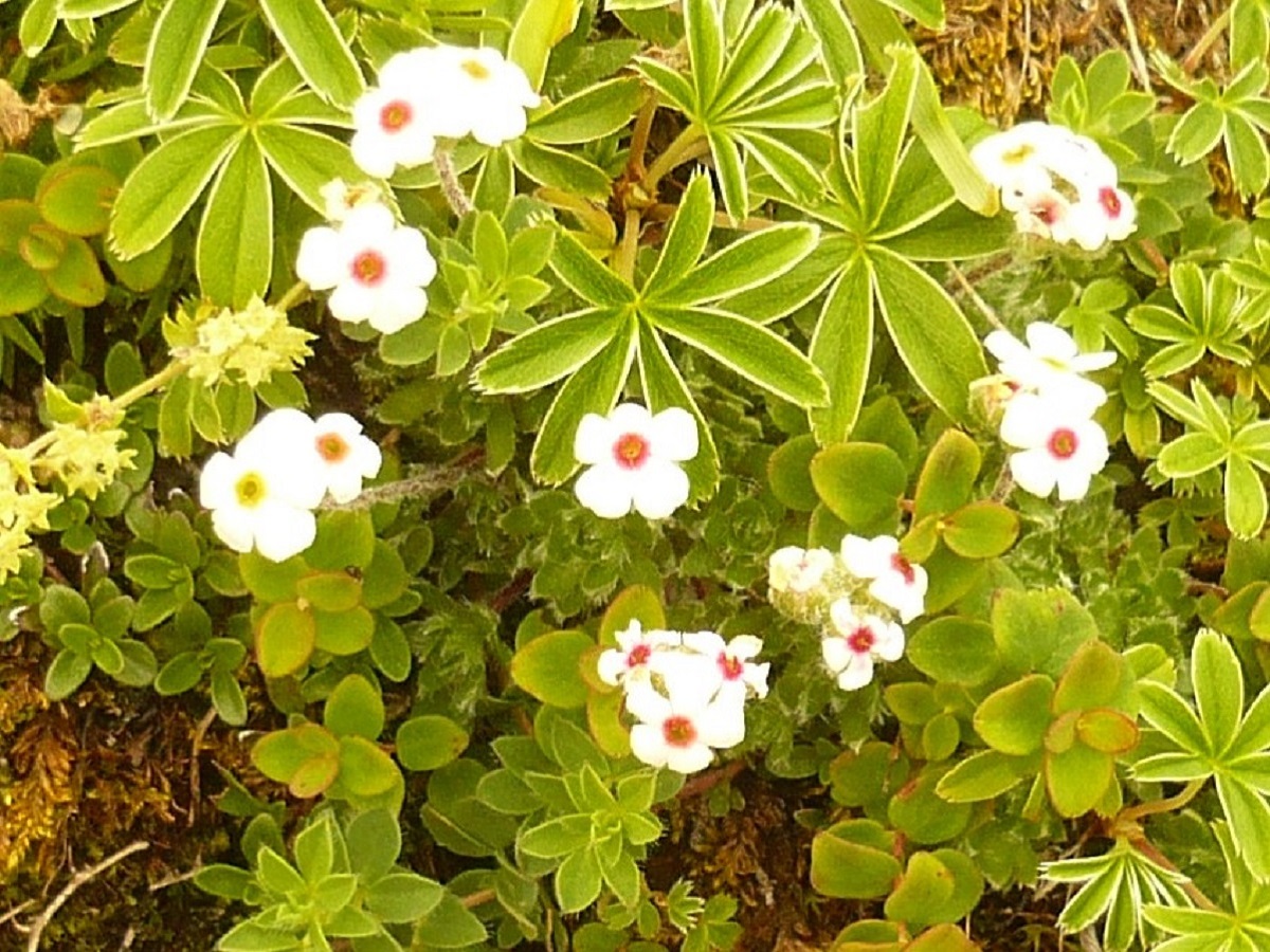Androsace villosa (Primulaceae)